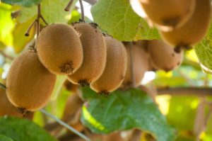 Actinidia 'Hayward' Kiwi Fruit (Female) 10" Pot