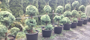 Juniperus 'Oblonga' 90L Pot (Cloud Pruned)