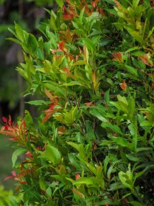Acmena 'Speed Screen' Lilly Pilly 8" Pot