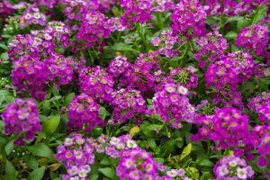 Lobularia 'Clear Crystal® Purple Shades' Sweet Alyssum 4" Pot