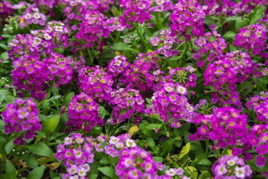 Lobularia 'Clear Crystal® Purple Shades' Sweet Alyssum 4" Pot