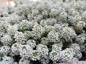 Lobularia 'Snow Crystal' Sweet Alyssum 4" Pot