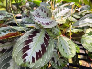 Maranta 'Green and Black Prayer Plant' 10" (Hanging Basket)