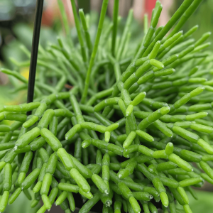 Rhipsalis cereuscula 'Mistletoe Cactus' 5" (Hanging Basket)