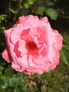 Rose 'Brief Encounter' PBR 3ft Standard (Bare Root)