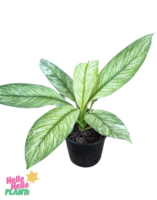 Spathiphyllum 'Sensation' Peace Lily (Variegated) 6" Pot