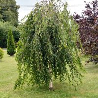A weeping birch tree with cascading green leaves stands on a grassy lawn, surrounded by other trees and shrubs.