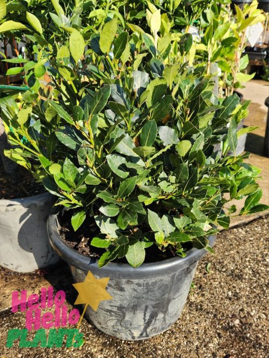 A Laurus Bay Tree 'Baby Bay' 16" Pot (Topiary Ball) with dark green leaves sits outdoors on gravel near other potted plants. "Hello Hello Plants" text appears in the bottom left corner.