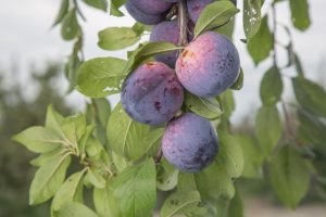 Several ripe purple plums hang from a tree branch among green leaves.