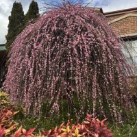 Prunus mume 'Pink Flowering Apricot' 1.8m Standard 16" Pot Elite Grade