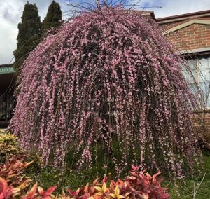 Prunus mume 'Pink Flowering Apricot' Standard (Bare Root)