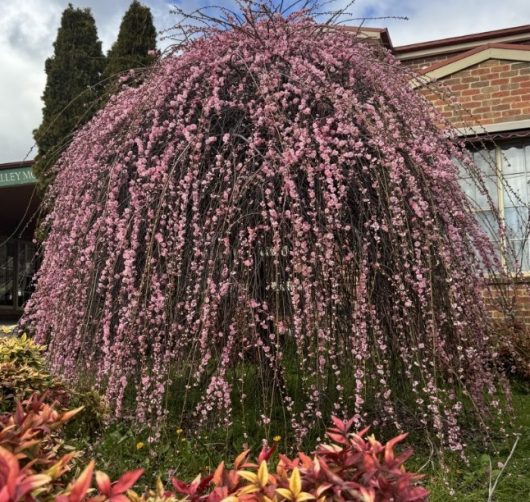 Prunus mume 'Pink Flowering Apricot' Standard (Bare Root)