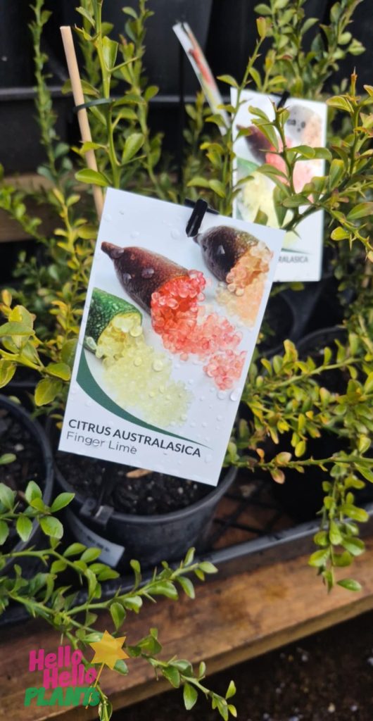 Citrus 'Red' Finger Lime 6" Pot