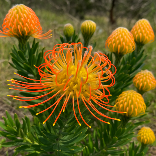 Leucospermum ‘Phoenix Rising’ 6" Pot