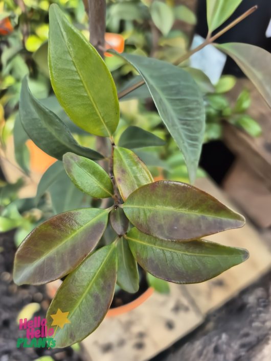 Syzygium oleosum 'Tucker Bush Blue Lilly Pilly' 7" Pot