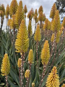 Aloe 'Bush Baby Yellow™'