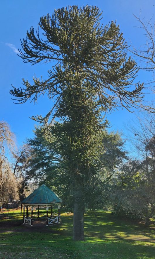 Araucaria 'Monkey Puzzle'
