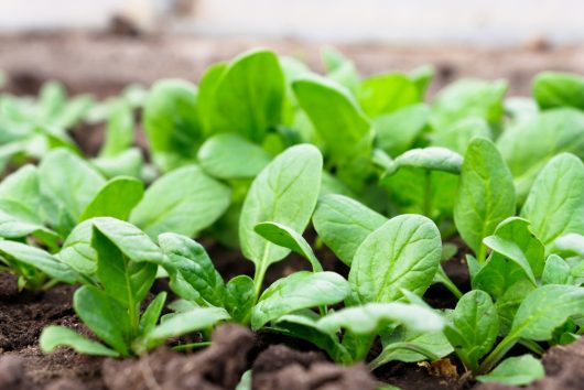 Spinach 'Baby' 4" Pot