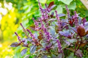 Basil 'Red Rubin' 4" Pot
