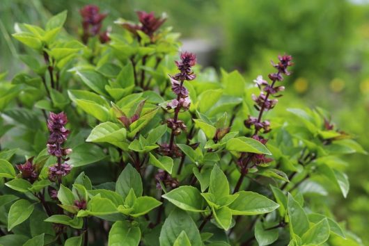 Basil 'Thai' 4" Pot