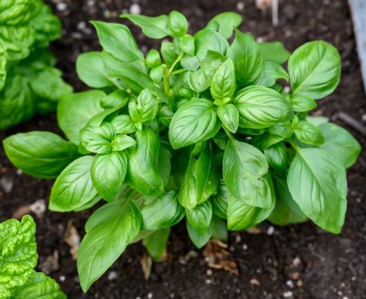 Basil 'Sweet' 4" Pot