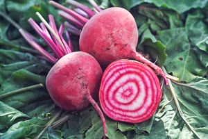 Beetroot 'Cream Rings' 4" Pot