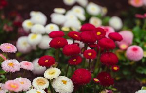 Bellis 'Bellissima Mix' Common Daisy 4" Pot