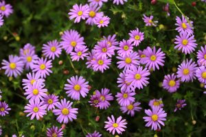 Brachyscome 'Fresco Candy' Daisy 6" Pot