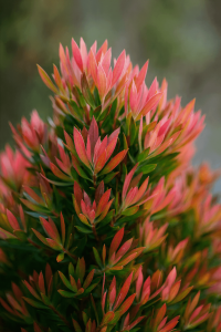 Callistemon 'Baby Glow' 6" Pot