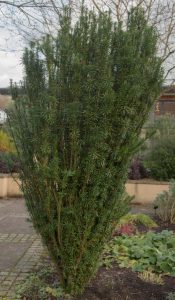 Cephalotaxus 'Japanese Plum Yew' 8" Pot