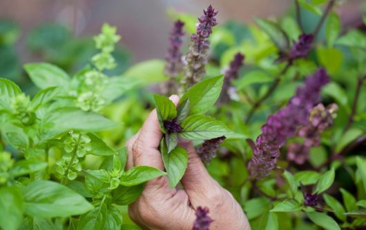 Basil 'Cinnamon' 4" Pot