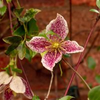 Clematis 'Freckles' 6" Pot
