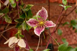 Clematis cirrhosa 'Freckles' 6" Pot