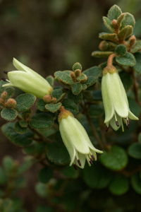 Correa ‘Roundleaf’ Native Fuchsia 6” Pot