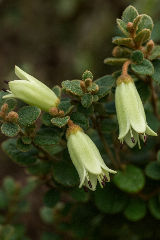 Correa ‘Roundleaf’ Native Fuchsia 6” Pot