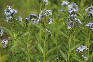 Dogbane