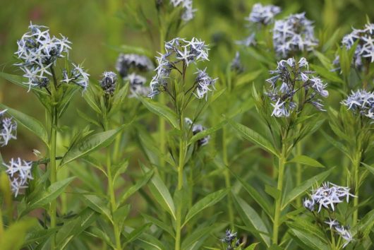 Dogbane