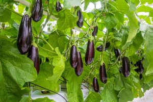 Eggplant 'Supreme' 4" Pot