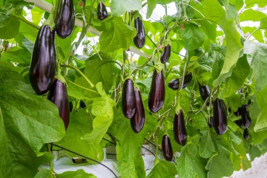 Eggplant 'Supreme' 4" Pot