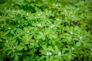 Fenugreek 4" Pot