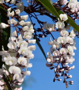 Hardenbergia ‘Snow White’ 6” Pot