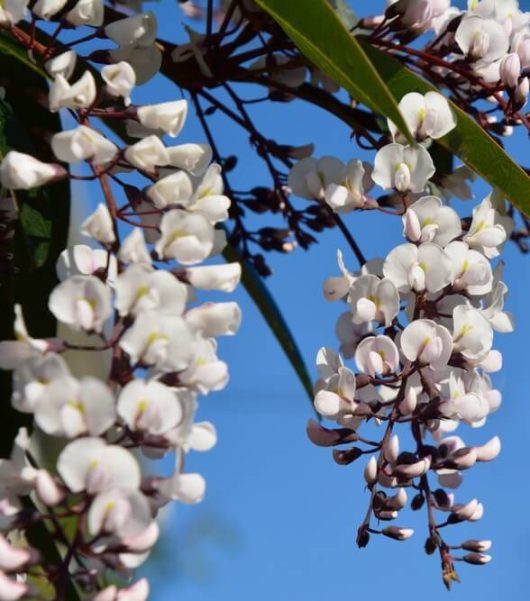 Hardenbergia ‘Snow White’ 6” Pot