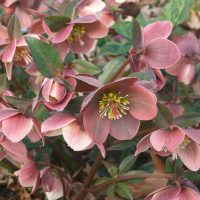 Helleborus 'Merlin' 7" Pot