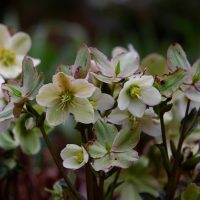 Helleborus 'Joker' 7" Pot