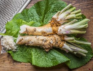 Horseradish 5" Pot