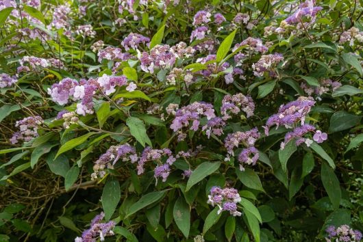Hydrangea 'Villosa' 6" Pot
