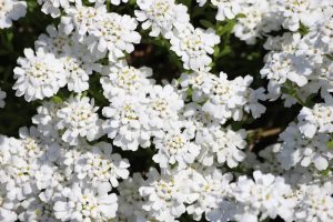 Iberis 'Elite White' 6" Pot