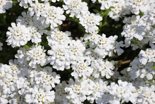 Iberis 'Elite White' 6" Pot