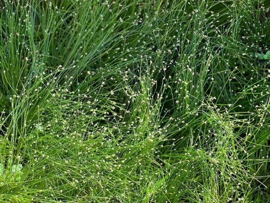 Isolepis 'Fairy Lights/Fibre Optic Grass' 6'' Pot