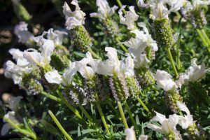Lavandula 'Lavinnova® Vanillaberry Ruffles' Lavender 6" Pot
